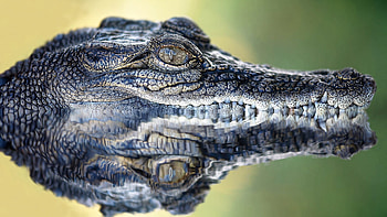 Crocodile Animals - Reflection, Water, Crocodile Teeth HD wallpaper