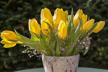 Yellow Tulips, Buds, Tulips, Vase, Bouquet HD wallpaper