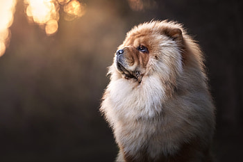 Majestic Chow Chow, Animal, chow chow HD wallpaper
