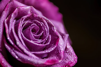 Rose, plant, nature, flower HD wallpaper