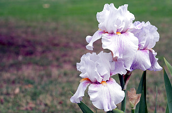 Flowers, Blur, Smooth, Close-Up, Irises HD wallpaper