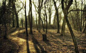 Nature, Trees, Autumn, Forest, Path, Colors, Color, Trunks, Trail, Paints, Secret, Mystery HD wallpaper