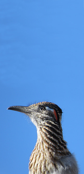 Arizona, Animal HD phone wallpaper