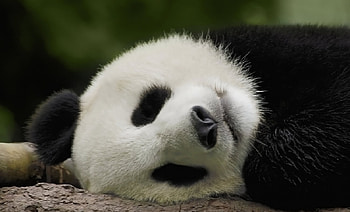 Sleeping Panda, bears, white, black, sleeping, nose, fur, animals, ears, panda HD wallpaper