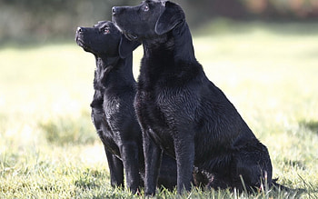 *** Two friends ***, ladowe, zwierzeta, czarne, psy HD wallpaper