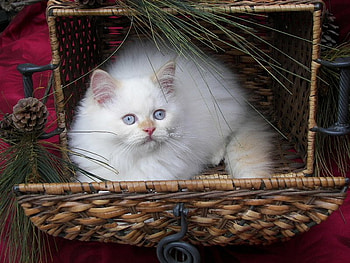 Christmas white kitten, sweet, white, kitty, christmas, persian HD wallpaper