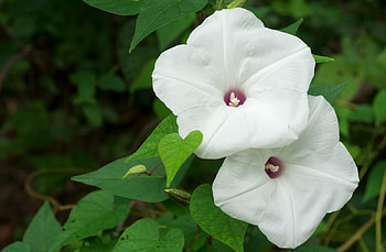 Flowers, Close-Up, Morning Glory, Ipme HD wallpaper
