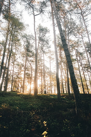 Peaceful morning in a forest with sunlight filtering through tall trees, captured with Canon PowerShot. HD phone wallpaper