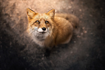 Elegant Red Fox —, Animal, fox HD wallpaper