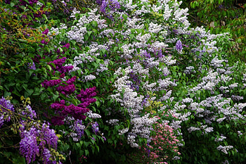 Flowers, Lilac, Bush, Bloom, Flowering, Greens, Different HD wallpaper