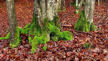 Nature, Trees, Autumn, Leaves, Moss, Roots, October HD wallpaper
