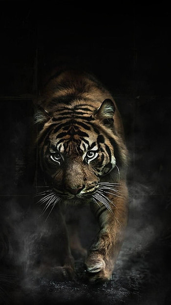 Dangerous, Aggressive Tiger HD phone wallpaper
