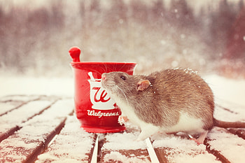 Animals, Snow, Rodent, Rat, Mortar HD wallpaper
