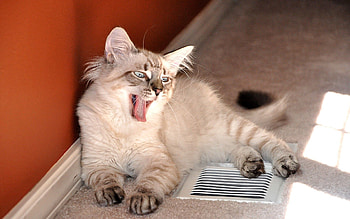 Animals, Light, Sit, Cat, Fluffy, Kitty, Kitten, To Lie Down, Lie, Light Coloured HD wallpaper