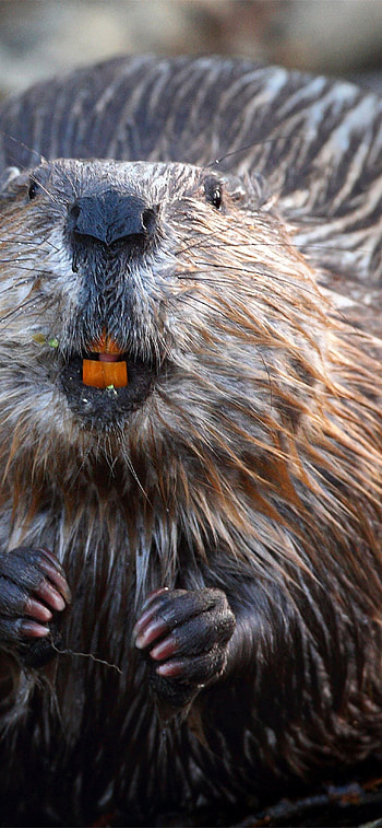 Beaver , Mobile backgrounds, Screensaver , High-resolution HD phone wallpaper