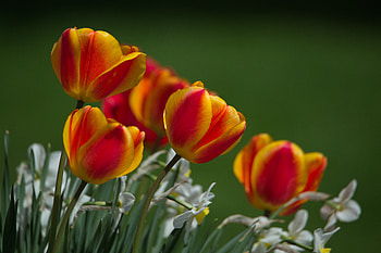 Tulips, Flowers, Nature, Spring HD wallpaper