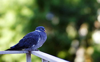 Animals, Feather, Bird, Sit, Dove HD wallpaper