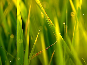 Plants, Grass, Background HD wallpaper