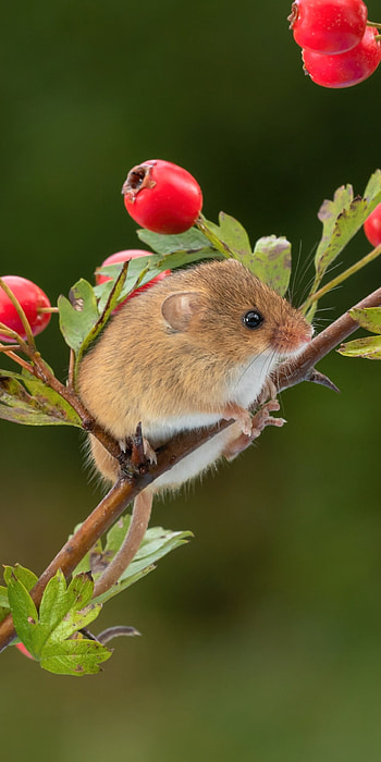 Mouse, adorable animal, small creature, animal kingdom HD phone wallpaper