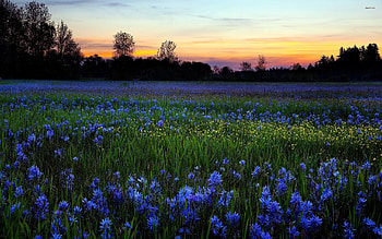Mesmerizing blue wildflowers, Vibrant colors, Texas countryside, Floral wonder HD wallpaper