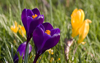 Crocus, plants, petals, blossoms, flower, spring HD wallpaper