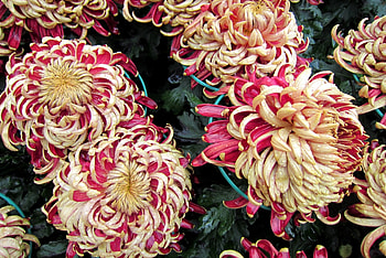 Chrysanthemum, gorgeous, beautiful, flowers, ornamental HD wallpaper