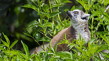 Green plants , Lemur interaction, Lush foliage, Harmonious blend HD wallpaper