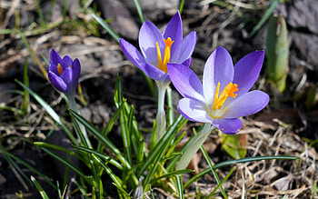Crocuses, purple, flowers, spring, macro HD wallpaper