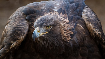 Bird of prey in gold, Detailed artwork, High-resolution beauty, Close-up view HD wallpaper