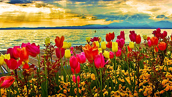 Colors of Spring, lake, blossoms, clouds, flowers, sky, tulips, sunrise HD wallpaper