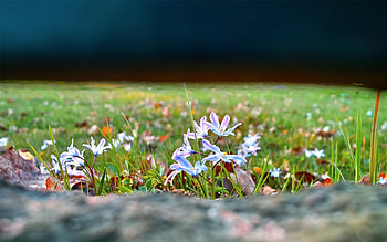 Plants, Flowers HD wallpaper
