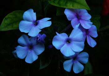 lustering blues, blue, petals, nature, flowers, lovely HD wallpaper