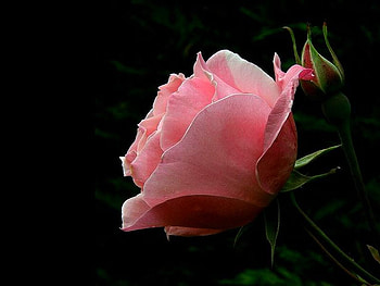 Pink-Rose, rose, pink, beautiful HD wallpaper