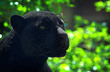 Animals, Glare, Muzzle, Predator, Panther HD wallpaper