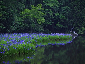 Irises at the Lake, Flowers, Nature, Forest, River HD wallpaper
