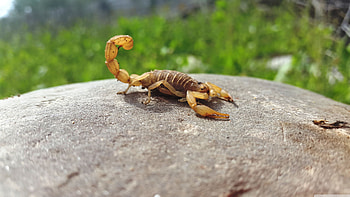 The Brazilian, Scorpions HD wallpaper
