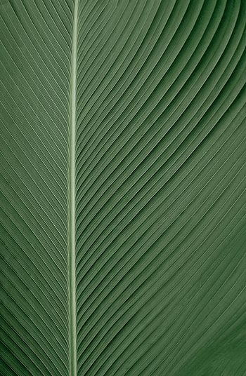 Macro, Lines, Sheet, Leaf HD phone wallpaper