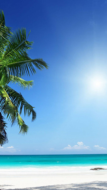 Palm tree reflection, Serene beauty HD phone wallpaper