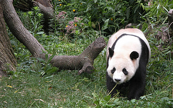 Animals, Grass, Wood, Tree, Stroll, Panda HD wallpaper