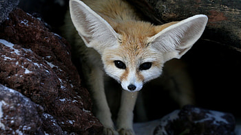 Fennec Fox, Windows theme, Custom design, Fennec fox HD wallpaper