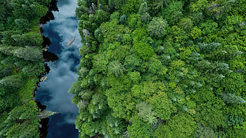 Aerial river view, Forest canopy, Nature's embrace, bliss HD wallpaper
