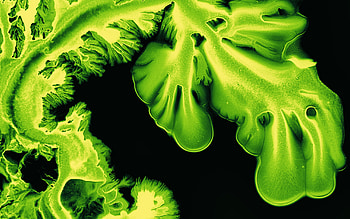 Coral, green ink, art, macro HD wallpaper