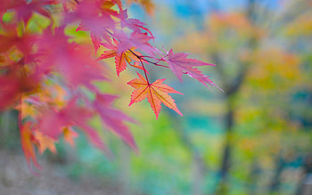 Plants, Autumn, Leaves HD wallpaper