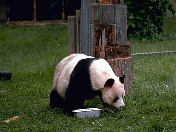 Panda, cool, beautiful HD wallpaper