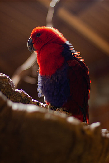 Animals, Parrots, Bird, Blur, Smooth, Plumage HD phone wallpaper