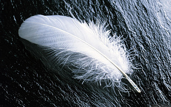 graphy feather, , Artistic background HD wallpaper
