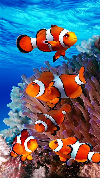 fish , Stunning aquatic ry, Oceanic inspiration, Perfect for iOS devices HD phone wallpaper