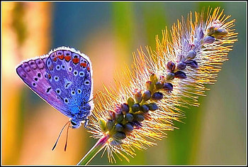Little blue, blue, purple, resting, butterfly, flower, small HD wallpaper