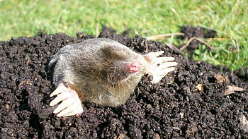 Mole, Background , 75128, Baltana HD wallpaper