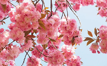 Blossoms, pink, nature, tree HD wallpaper